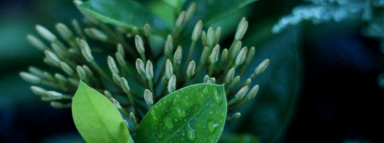 Protect the Daintree Rainforest and plant 2000 seedlings on Community Tree Planting Day - Synthesis Organics