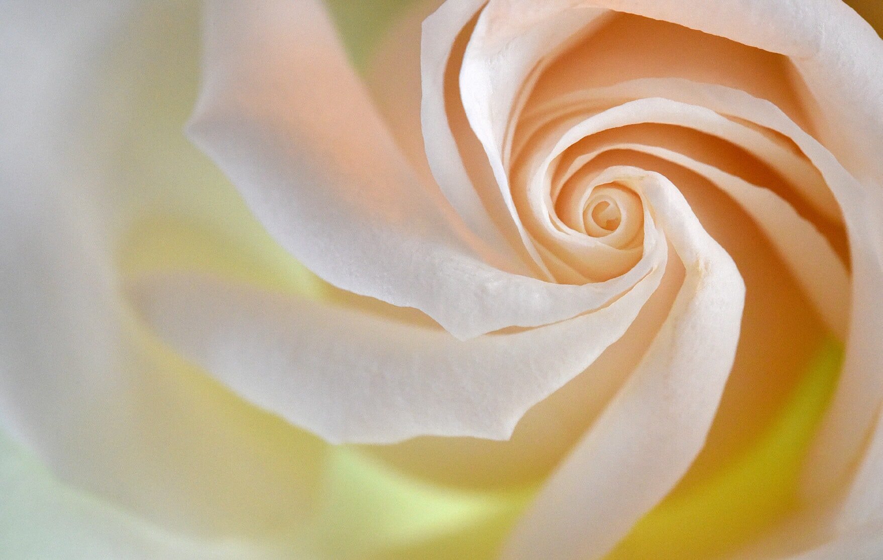 Rose Otto:The universal symbol of love and healing - Synthesis Organics